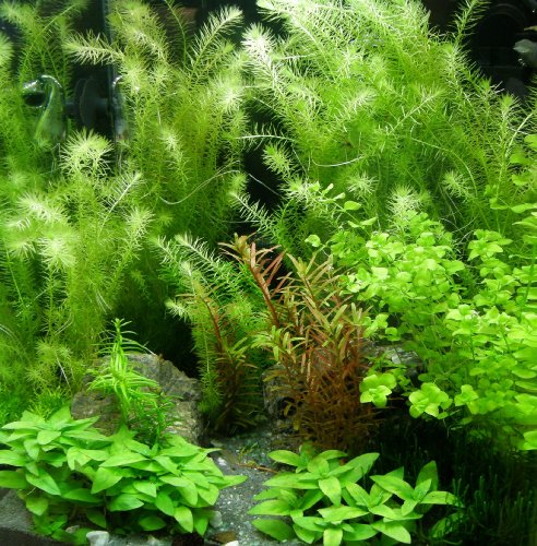6 Bund - über 40 Wasserpflanzen, Aquariumpflanzen + Dünger + Wasseraufbereiter, algenmindern, gemischt für alle Aquarienbereiche von Mühlan Wasserpflanzen