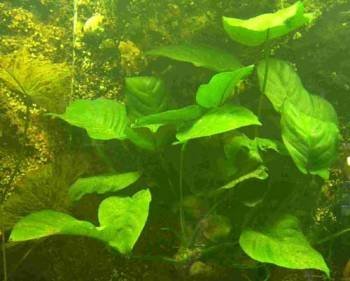Anubia Mutterpflanze XXL 20-30 cm, Anubias, große barschfeste Wasserpflanzen für das Aquarium, Aquarienpflanzen Anubia Mutterpflanze XXL 20-30 cm, Anubias, große barschfeste Wasserpflanzen für das Aquarium, Aquarienpflanzen von AquaPlants