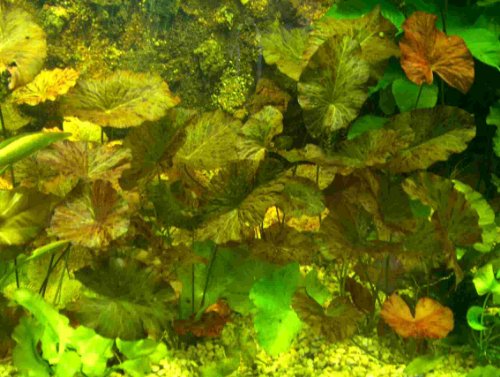 Bundle je 1 rote und grüne Tigerlotus ca. 5 cm von Mühlan Wasserpflanzen
