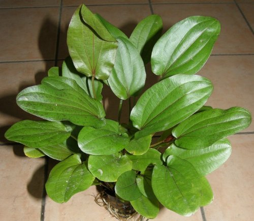 Echinodorus Mutterpflanze XL 25-35 cm, Große Wasserpflanzen für das Aquarium, Aquariumpflanzen von Mühlan Wasserpflanzen
