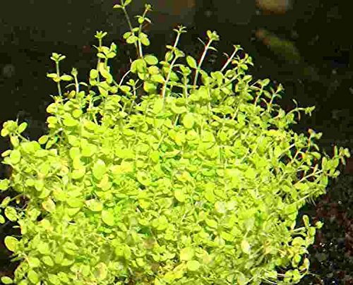 Kubanisches Zwerg-Perlenkraut/Hemianthus callitrichoides Cuba, ideale Vordergrundpflanze für Nanoaquarien Kubanisches Zwerg-Perlenkraut/Hemianthus callitrichoides Cuba, ideale Vordergrundpflanze für Nanoaquarien von Mühlan Wasserpflanzen