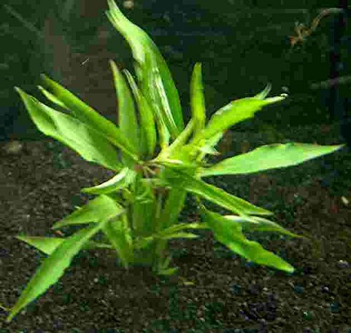 Mühlan - 1 Bund Kirschblatt - Hygrophila corymbosa/Riesenwasserfreund, sehr robust von Mühlan Wasserpflanzen