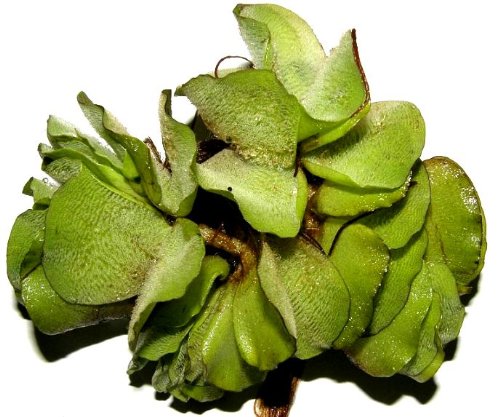 Mühlan - 10 Büschelfarn als Schwimmpflanzen für den Gartenteich/Teich, dekorativ und algenhemmend von Mühlan Wasserpflanzen