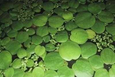Mühlan - 10 Froschbiss als Schwimmpflanzen für den Gartenteich/Teich, dekorativ und algenhemmend Mühlan - 10 Froschbiss als Schwimmpflanzen für den Gartenteich/Teich, dekorativ und algenhemmend von Mühlan Wasserpflanzen