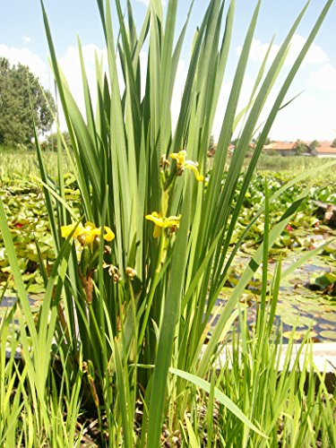 Mühlan - 10 wurzelnackte Pflanzen für die Bepflanzung der Sumpfzone und das Teichufer, mindestens 5 Sorten, winterhart von Mühlan Wasserpflanzen