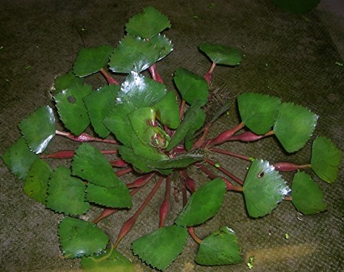 Mühlan - 5 Wassernüsse als Schwimmpflanzen für den Gartenteich/Teich, dekorativ und algenhemmend von Mühlan Wasserpflanzen