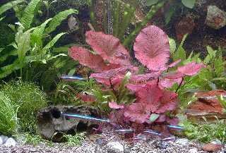Mühlan - 6 rote Tigerlotus mit Knolle, Austrieb aus Knolle ca. 3-5 cm, die schönste Aquariumpflanze von Mühlan Wasserpflanzen