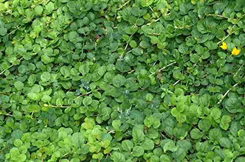 Mühlan - 7 Bund/Portionen Pfennigkraut für den Gartenteich, Sauerstoffpflanzen für den Teich, winterharte Pflanzen von Guoml