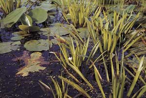 Mühlan - 7 Krebsscheren als Schwimmpflanzen für den Gartenteich/Teich, weiß blühend und winterharte Pflanzen Mühlan - 7 Krebsscheren als Schwimmpflanzen für den Gartenteich/Teich, weiß blühend und winterharte Pflanzen von Mühlan Wasserpflanzen