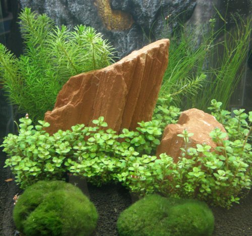 Mühlan - Anti-Algen-Set, 5 schnellwachsende Pflegeleichte Sorten + 2 Mooskugeln von Mühlan Wasserpflanzen