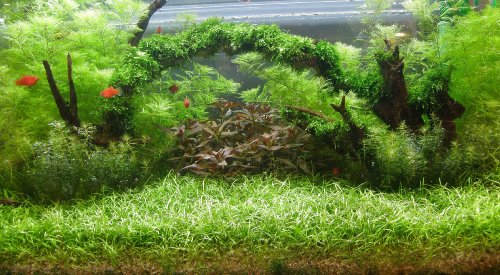 Mühlan - Bonsai-Nadelsimse/Eleocharis sp. 'Mini' von Mühlan Wasserpfanzen Mühlan - Bonsai-Nadelsimse/Eleocharis sp. 'Mini' von Mühlan Wasserpfanzen von Mühlan Wasserpflanzen