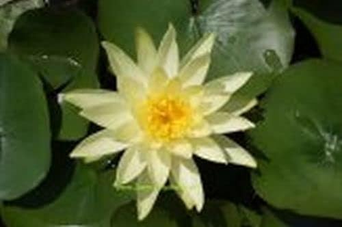 Mühlan - Eine gelb blühende Zwergseerose für den Teich, der Blickfänger in kleinen Gartenteichen, winterharte Pflanze von Mühlan Wasserpflanzen