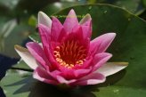 Mühlan - Eine rot blühende Seerose für den Teich, der Blickfänger für den Gartenteich, winterharte Pflanze von Mühlan Wasserpflanzen