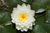 Mühlan - Eine weiß blühende Seerose für den Teich, der Blickfänger für den Gartenteich, winterharte Pflanze von Mühlan Wasserpflanzen