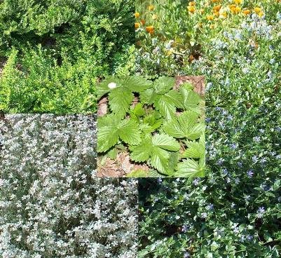 Mühlan Garten - 6 Töpfe immergrüne Bodendecker (3 Sorten) gegen Unkraut, Unrautvernichter von Mühlan Wasserpflanzen