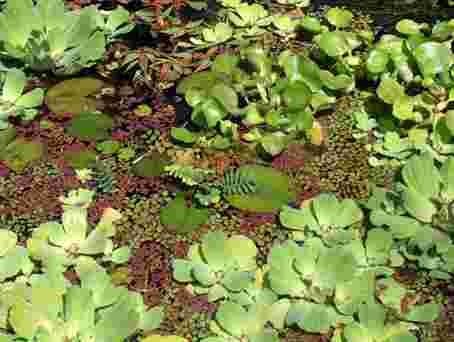 Mühlan - Pflanzenset für Teichkübel oder Miniteiche, Zwergseerose, Schwimmpflanzen, Wasserpflanzen, Sumpfpflanzen von Mühlan Wasserpflanzen