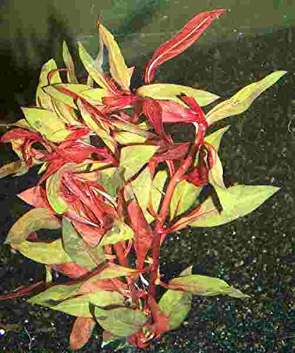 Mühlan - Rote Ludwigie/Ludwigia repens RUBIN - prachtvolle Pflanze Mühlan - Rote Ludwigie/Ludwigia repens RUBIN - prachtvolle Pflanze von Mühlan Wasserpflanzen