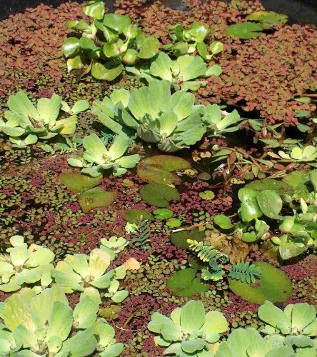 Mühlan - Schwimmpflanzenmix für Miniteiche, Kleinteiche, insgesamt 40 kleine Schwimmpflanzen je 1 Portion Muschelblumen, Büschelfarn, Froschbiss, Wasserwolfsmilch von Mühlan Wasserpflanzen