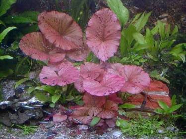 Mühlan Topartikel- 1 rote Tigerlotus ca. 10-15 cm, Nymphaea Lotus von Mühlan Wasserpflanzen