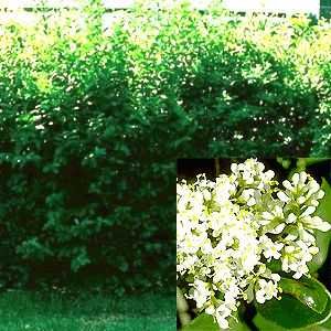 Mühlan Topartikel- 150 Liguster Stecklinge reichen für 30 Meter Hecke Mühlan Topartikel- 150 Liguster Stecklinge reichen für 30 Meter Hecke von Mühlan Wasserpflanzen