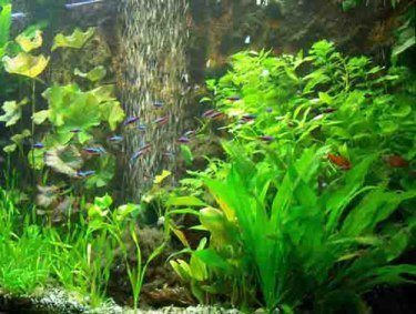 Mühlan Topartikel- 30 Aquarienpflanzen + Wasserpflanzendünger, schnellwachsende Wasserpflanzen im Bund gegen Algen von Mühlan Wasserpflanzen