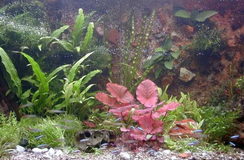 Mühlan Topartikel- 35 Aquarium Wasserpflanzen + Tigerlotus + Wasserpflanzendünger + Futter, Komplettsortiment von Mühlan Wasserpflanzen
