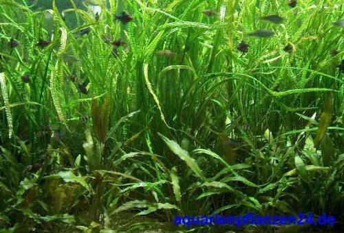 Mühlan Topartikel- 4 Töpfe Cryptocorynen, Crypto Mix, Wasserpflanzen für das Aquarium, Aquariumpflanzen von Mühlan Wasserpflanzen