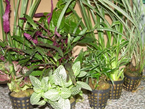 Mühlan Topartikel- 4 Töpfe Dekorpflanzen für Paludarium, Terrarium, Terrarienpflanzen von Mühlan Wasserpflanzen