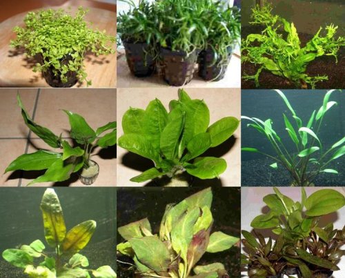 Mühlan Topartikel- 75 Aquariumpflanzen, 10 Bunde und 5 Topfpflanzen, Wasserpflanzen für jedes Aquarium, gegen Algen von Mühlan Wasserpflanzen