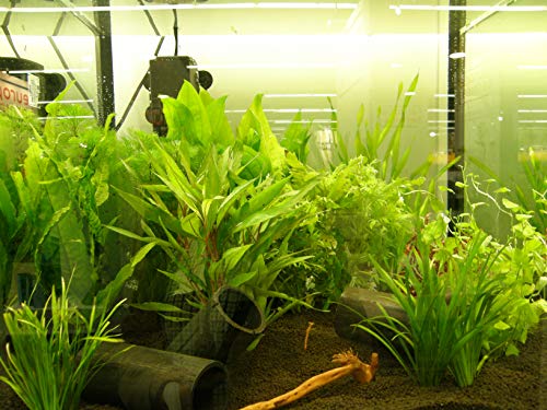 Mühlan Topartikel- Wasserpflanzen 10 Bund ca. 70 Aquariumpflanzen von Mühlan Wasserpflanzen