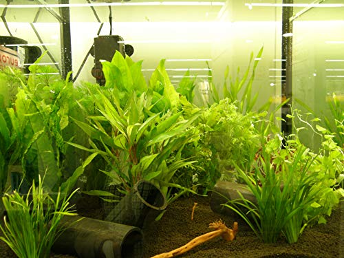 Mühlan Topartikel- Wasserpflanzen 10 Bund ca. 70 Aquariumpflanzen von Ewbob