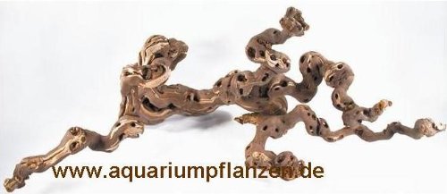 Mühlan Topartikel- Weinrebe 20-30 cm für Terrarium, Wurzel Terrarium von Mühlan Wasserpflanzen