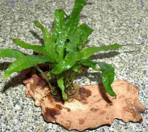 Mühlan Topartikel- Wurzel bepflanzt mit Javafarn für Aquarien von Mühlan Wasserpflanzen