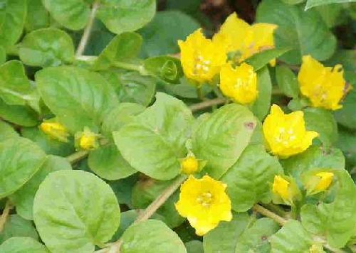 Mühlan Wasserpflanzen 1 Bund grünes Pfennigkraut, Lysimachia nummularia Mühlan Wasserpflanzen 1 Bund grünes Pfennigkraut, Lysimachia nummularia von Mühlan Wasserpflanzen