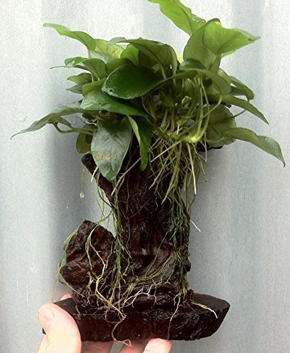 Mühlan Wasserpflanzen 1 Mbuna ca. 20-25 cm, Urwaldbaum unter Wasser Mühlan Wasserpflanzen 1 Mbuna ca. 20-25 cm, Urwaldbaum unter Wasser von Mühlan Wasserpflanzen