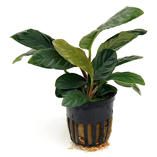 Mühlan Wasserpflanzen 1 Topf Anubia Coffeefolia, Rarität von Mühlan Wasserpflanzen