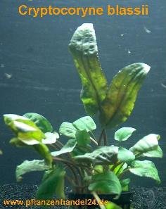 Mühlan Wasserpflanzen 1 Topf Cryptocoryne blassii, Tropica, Aquarium von Mühlan Wasserpflanzen