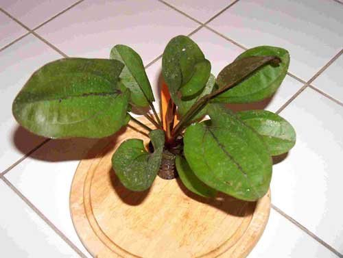 Mühlan Wasserpflanzen 1 Topf Echinodorus Rose, schnellwachsend Mühlan Wasserpflanzen 1 Topf Echinodorus Rose, schnellwachsend von Mühlan Wasserpflanzen
