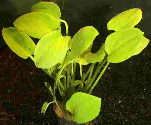 Mühlan Wasserpflanzen 1 Topf Echinodorus schlueteri, kleine Rarität von Mühlan Wasserpflanzen