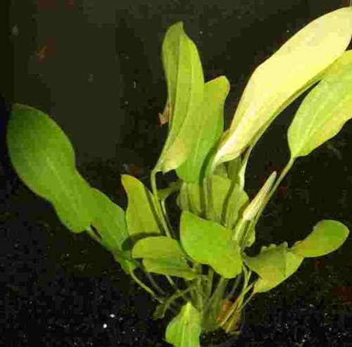 Mühlan Wasserpflanzen 1 Topf Echinodorus uruguayensis, Uruguay Mühlan Wasserpflanzen 1 Topf Echinodorus uruguayensis, Uruguay von Mühlan Wasserpflanzen