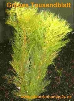 Mühlan Wasserpflanzen 3 Bunde grünes Tausendblatt, Myriophyllum Mühlan Wasserpflanzen 3 Bunde grünes Tausendblatt, Myriophyllum von Mühlan Wasserpflanzen
