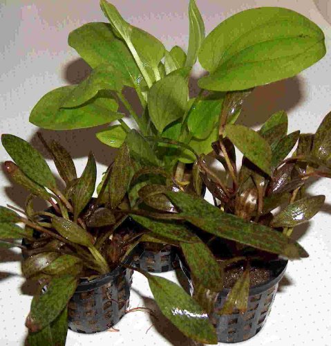 Mühlan Wasserpflanzen 3 Töpfe Echinodorus, Echinodoren Mix, Aquarium Mühlan Wasserpflanzen 3 Töpfe Echinodorus, Echinodoren Mix, Aquarium von Mühlan Wasserpflanzen