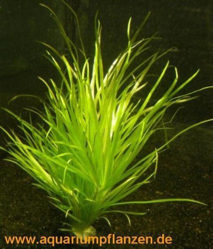 Mühlan Wasserpflanzen 5 Bund Blyxa Japonica, kleines Blyxkraut, Aquarium von Mühlan Wasserpflanzen