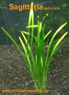 Mühlan Wasserpflanzen 5 Bunde Sagittaria subulata, Pfeilkraut, Aquarium von Mühlan Wasserpflanzen