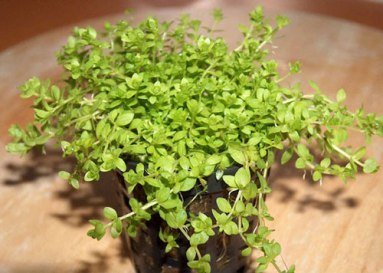 Mühlan Wasserpflanzen 5 Töpfe Perlkraut, Vordergrundpflanze Aquarium Mühlan Wasserpflanzen 5 Töpfe Perlkraut, Vordergrundpflanze Aquarium von Mühlan Wasserpflanzen
