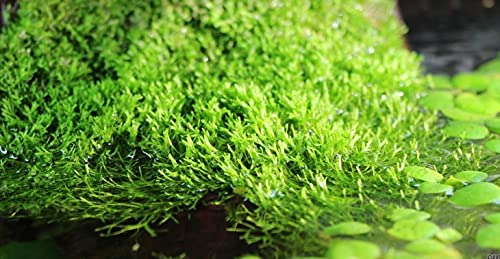 Mühlan Wasserpflanzen Portion Riccia Moos für Ihr Aquarium, Ricciamoos von Mühlan Wasserpflanzen