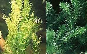 Mühlan - Wasserpflanzenmix XXL für den Gartenteich, 5 Sorten Teichpflanzen, Sauerstoffpflanzen 16 Bund/Portionen von Mühlan Wasserpflanzen
