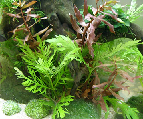 Mühlan - Wasserpflanzensortiment für Kaltwasserquarium, wiederstandsfähig, schnellwachsend, Pflegeleichte Aquariumpflanzen + Wasserpflanzendünger Mühlan - Wasserpflanzensortiment für Kaltwasserquarium, wiederstandsfähig, schnellwachsend, Pflegeleichte Aquariumpflanzen + Wasserpflanzendünger von Mühlan Wasserpflanzen