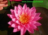 Mühlan Zwergseerosen Mix - je eine Zwergseerose mit den Blütenfarben rot, weiß und gelb, winterharte Wasserpflanzen für Gartenteiche von Guoml