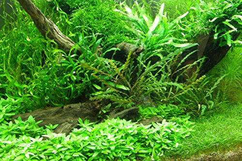 Mühlan - über 120 Aquarium-Pflanzen in 16 Bunde - großes farbiges Sortiment für 200 Liter Aquarium von Mühlan Wasserpflanzen
